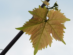 a close up of a leaf on a tree