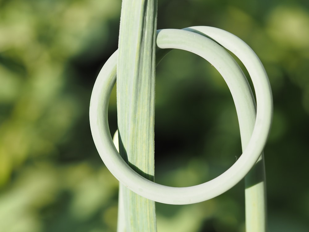 a close up of a green plant with two rings on it
