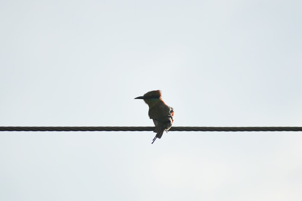 a bird sitting on a wire with a sky background