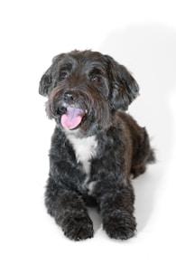 a black and white dog with its tongue out