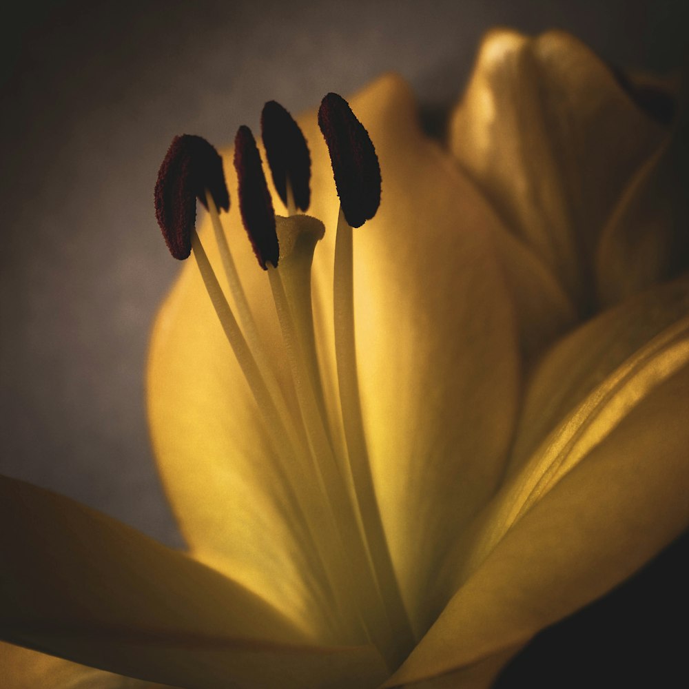 a close up of a yellow flower with dark background