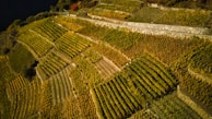 Aerial view of Santorini's terraced vineyards.