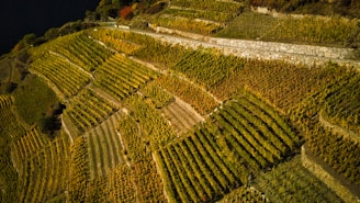 Aerial view of Santorini's terraced vineyards.