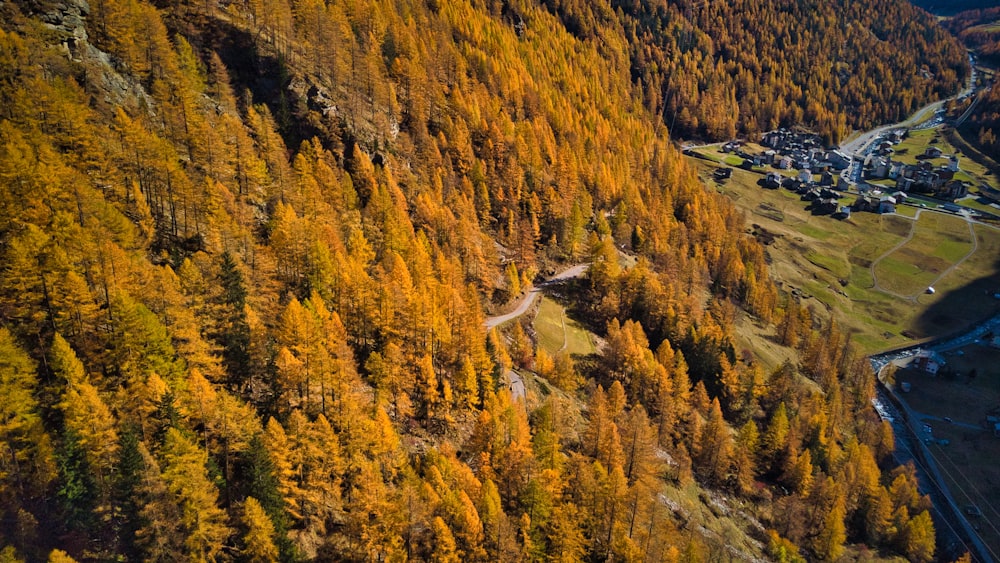 an aerial view of a forest with a road going through it