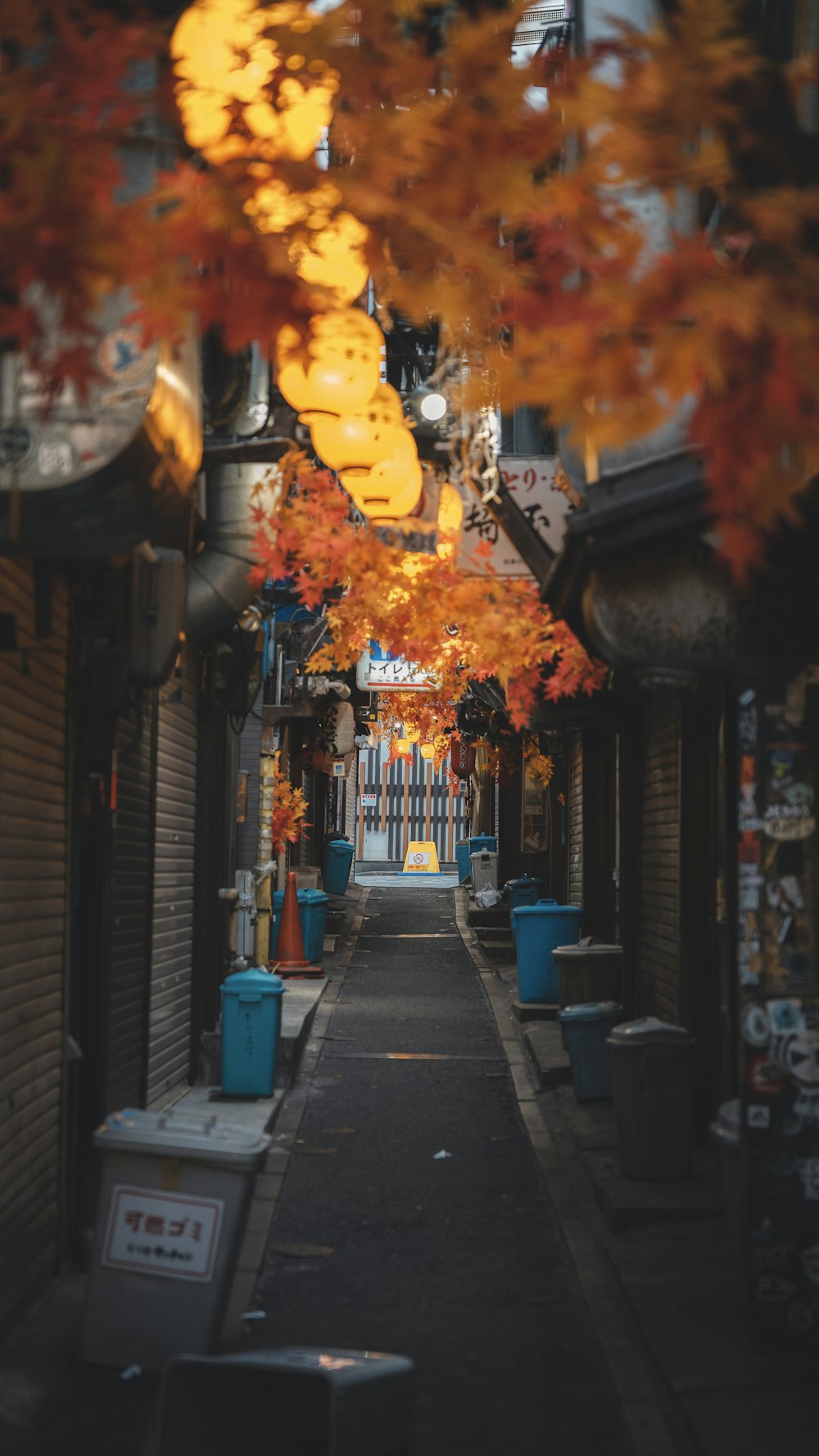 une ruelle étroite avec beaucoup d’arbres