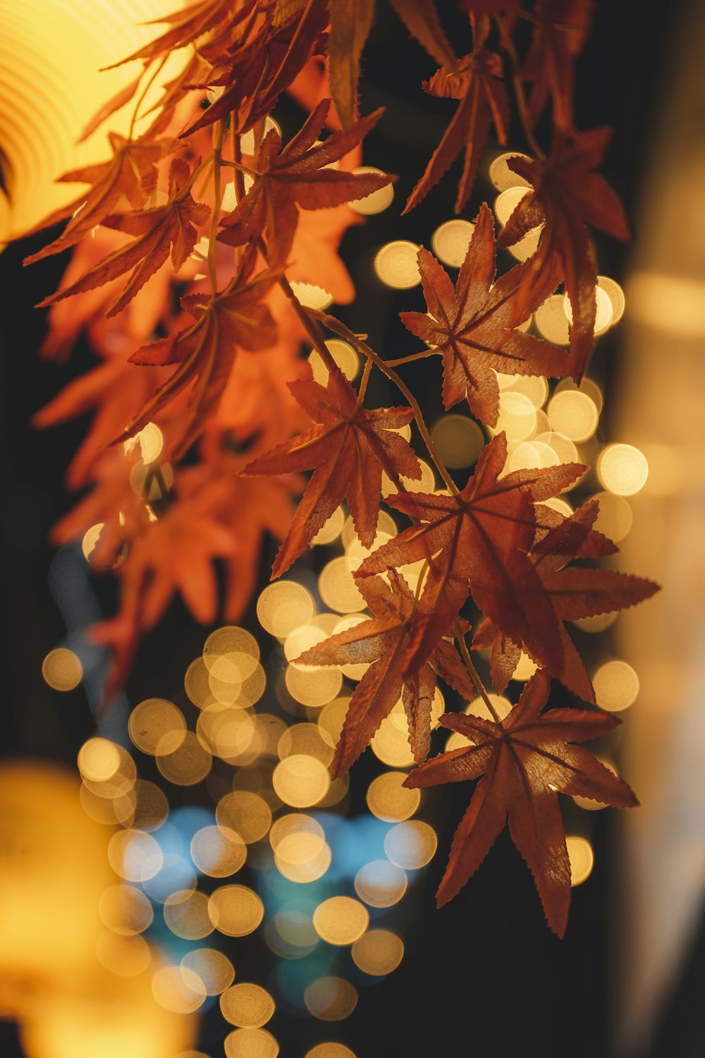 a close up of a leafy plant with blurry lights in the background
