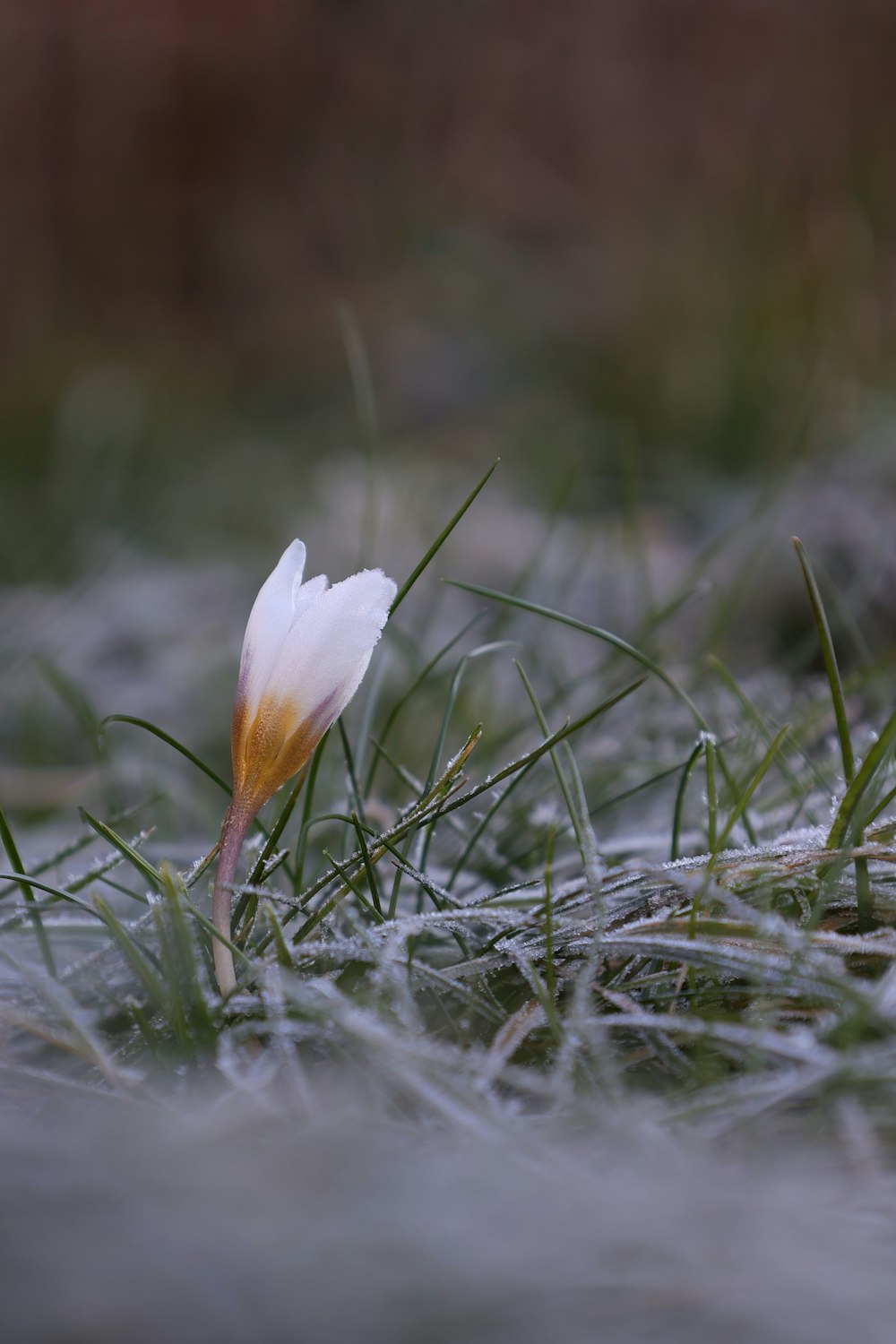 a single white flower sitting on top of a grass covered field