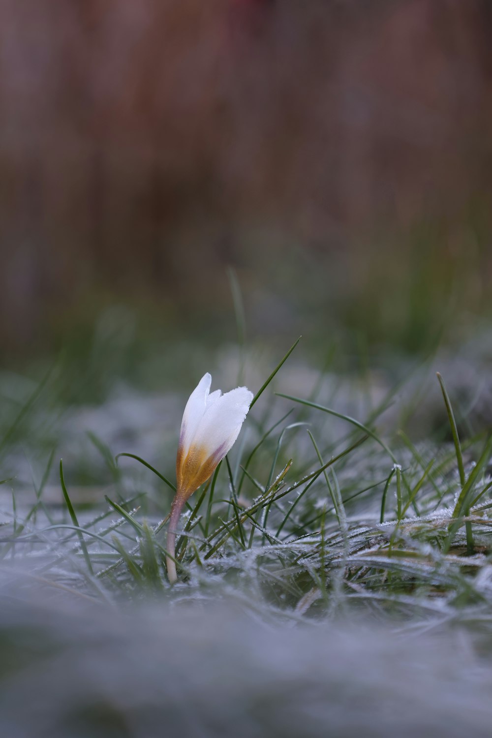 une petite fleur blanche assise au sommet d’un champ couvert d’herbe