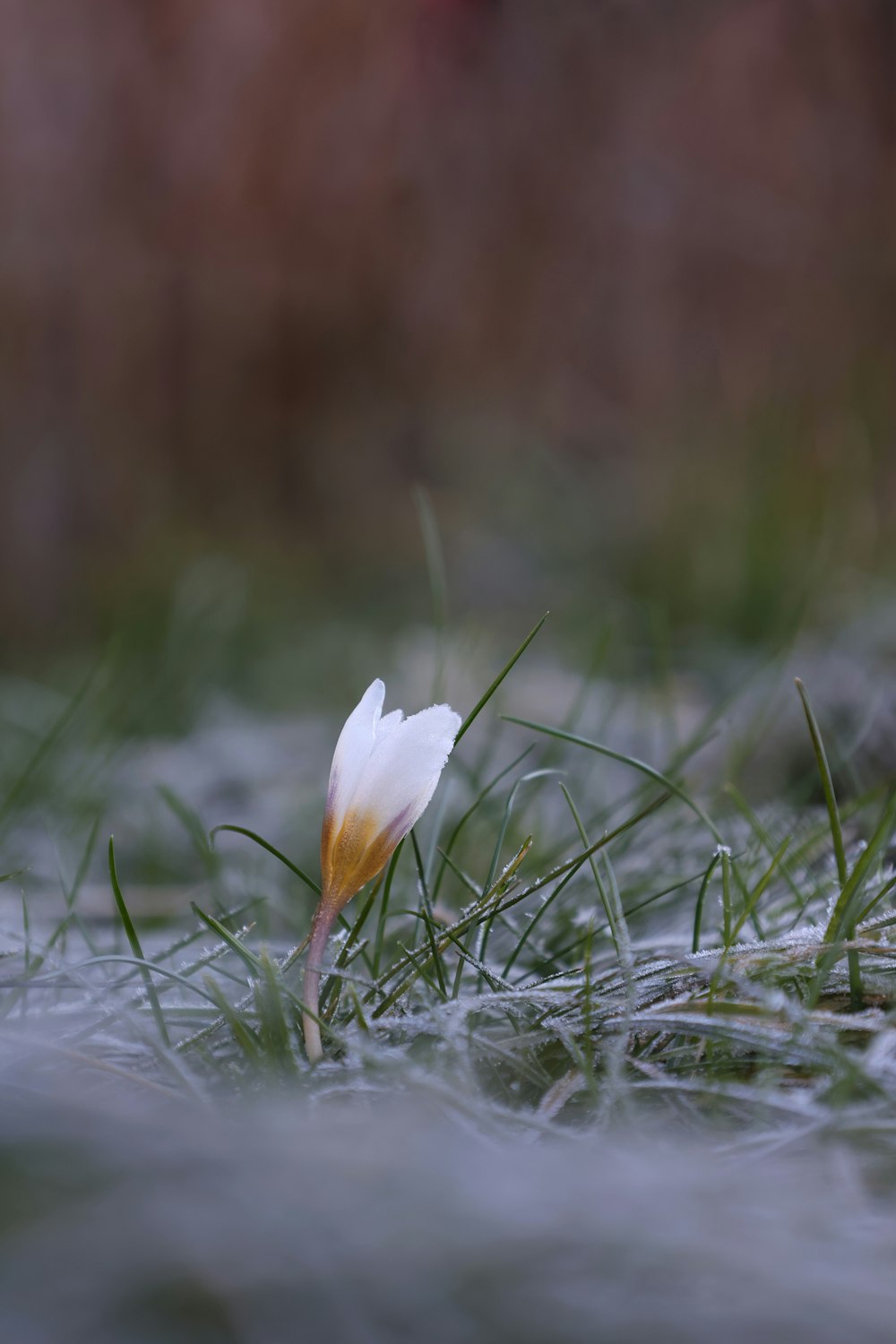 a small white flower sitting on top of a grass covered field