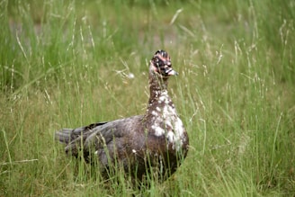 A duck with dark brown and white feathers stands in a grassy field. The grass is tall and green, creating a natural and slightly wild backdrop.