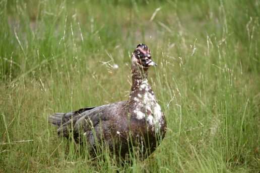 A duck with dark brown and white feathers stands in a grassy field. The grass is tall and green, creating a natural and slightly wild backdrop.