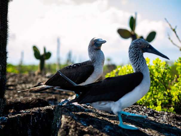 A close-up of a blue-footed booby perched on a rugged cliff against a bright sky.