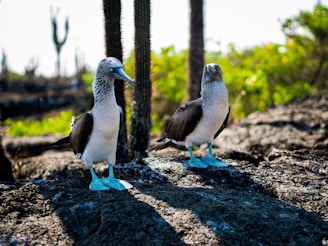 a couple of birds that are standing in the dirt