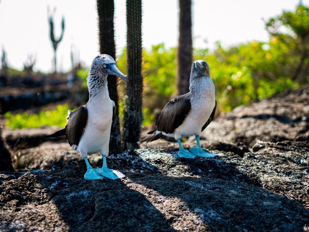 a couple of birds that are standing in the dirt