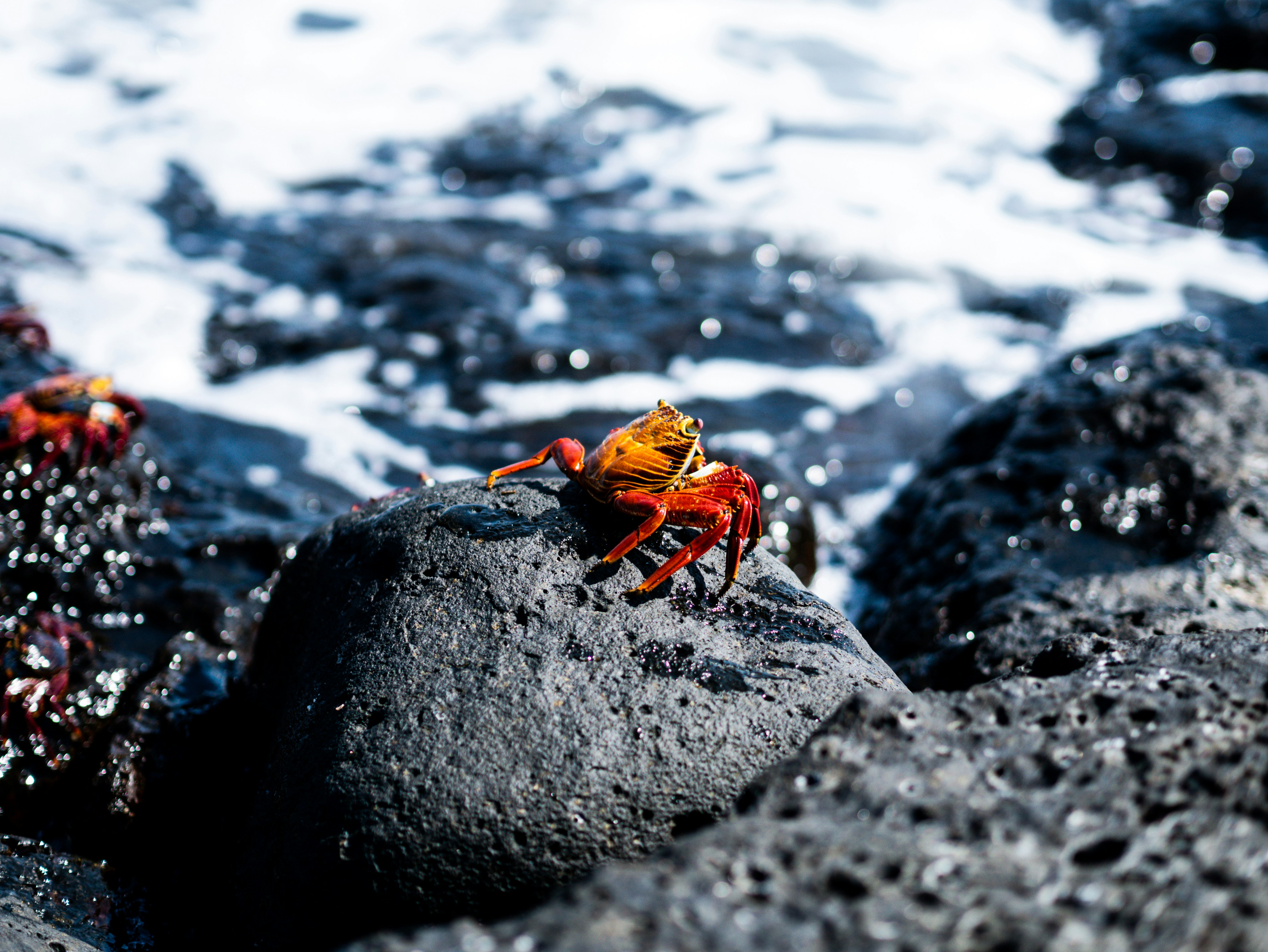 Eine Krabbe sitzt auf einem Felsen in der Nähe des Ozeans