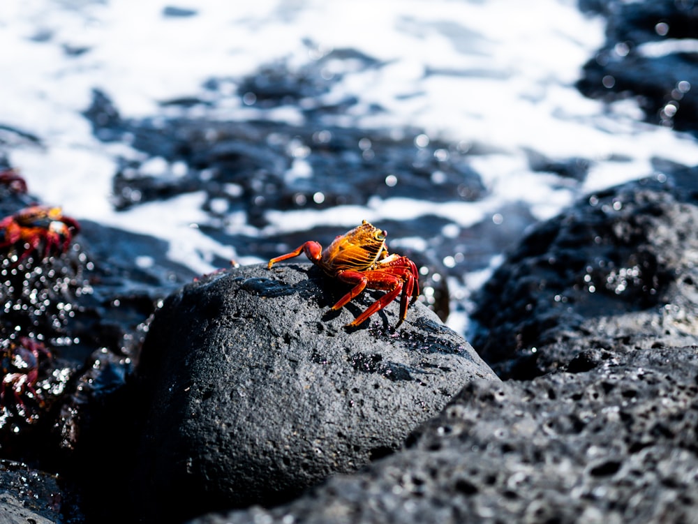 a crab sitting on a rock near the ocean