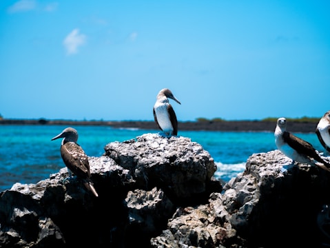 a group of birds sitting on top of rocks near the ocean
