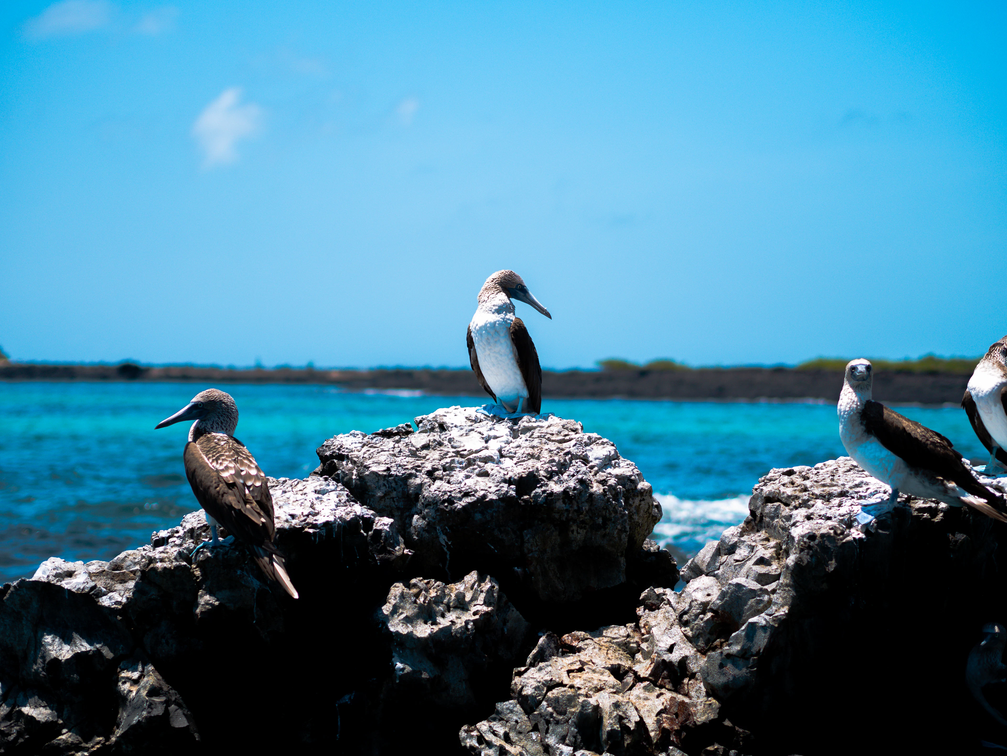 Three blue-footed boobies on lava rocks by the sea, Isabela Island, Galápagos