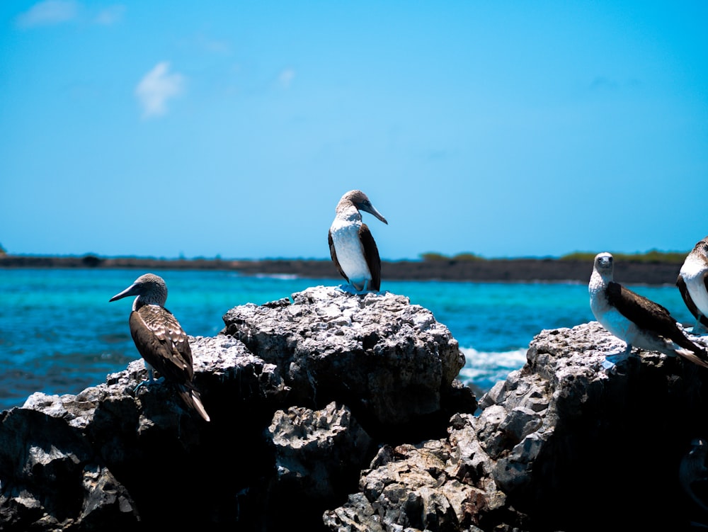 Un gruppo di uccelli seduti sulla cima delle rocce vicino all'oceano
