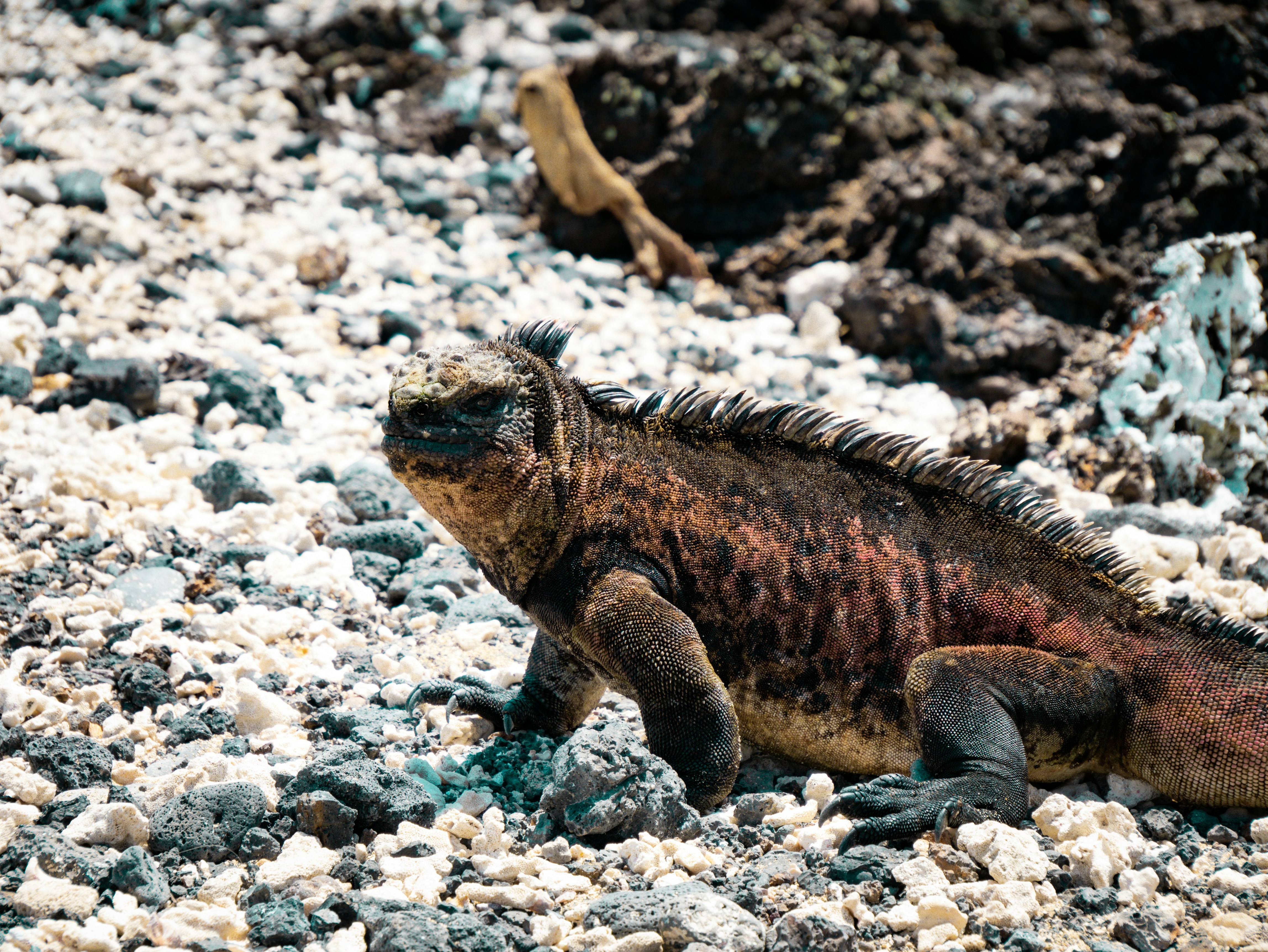 Marine iguana on volcanic rocks with research vessel in background at Galapagos Islands