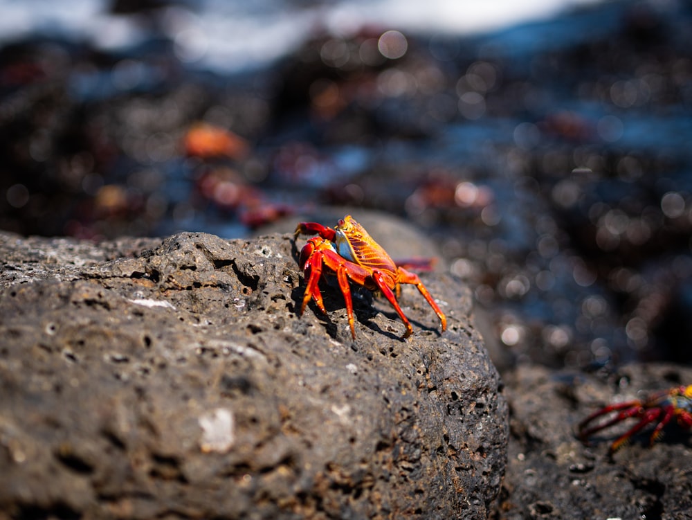 a red and yellow crab sitting on top of a rock