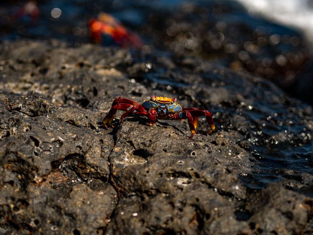 a toy crab sitting on top of a rock next to the ocean