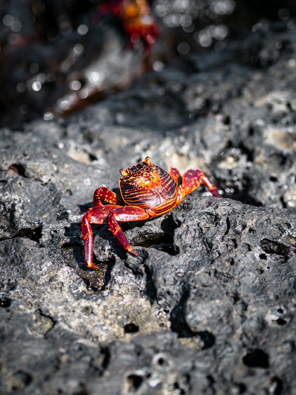 a small red crab sitting on a rock