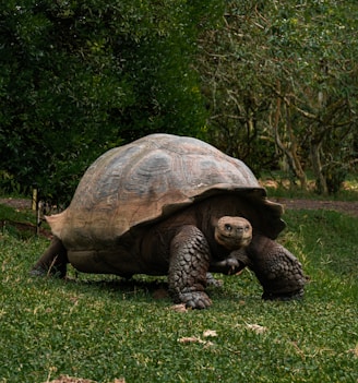 a large tortoise walking across a lush green field