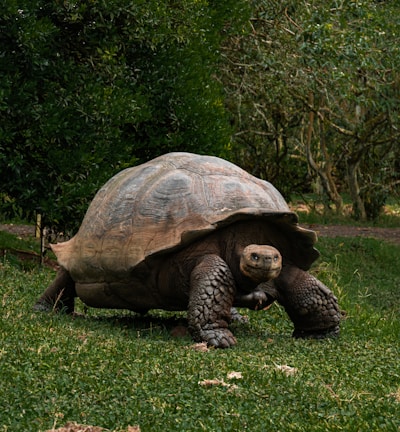 a large tortoise walking across a lush green field
