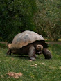a large tortoise walking across a lush green field