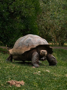 a large tortoise walking across a lush green field