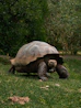 a large tortoise walking across a lush green field