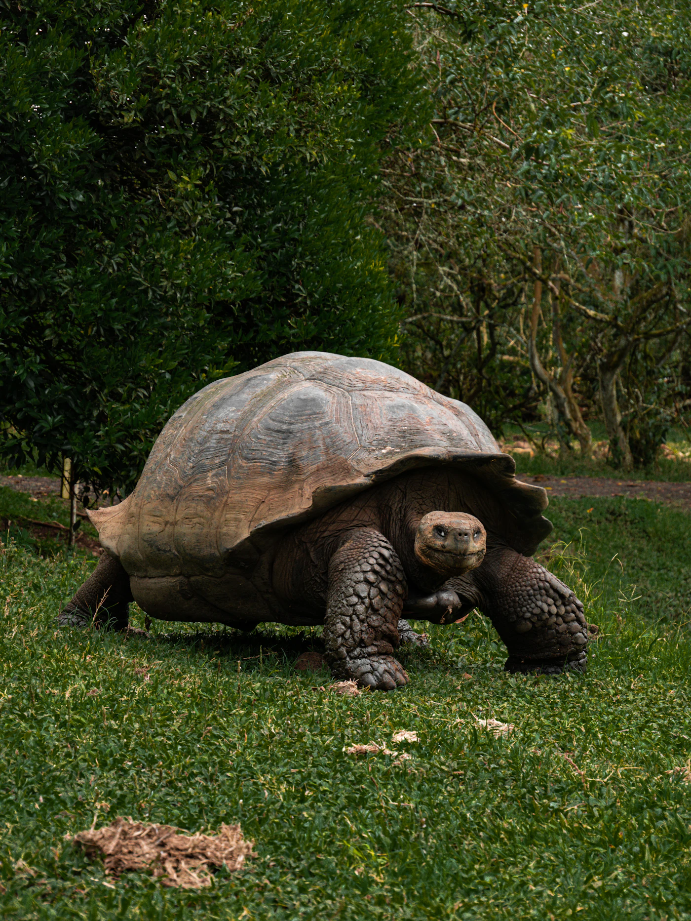 Giant tortoise in the Galapagos