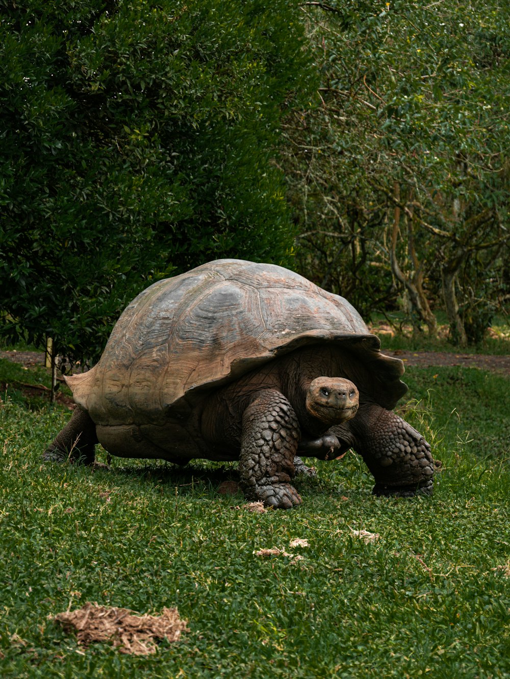 a large tortoise walking across a lush green field