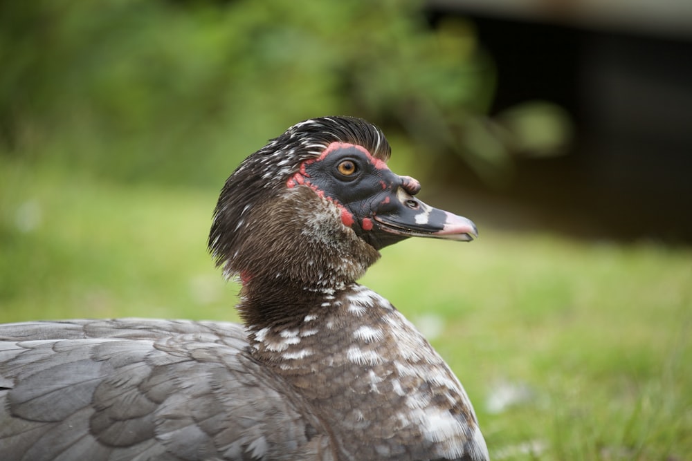 a close up of a bird on a grass field