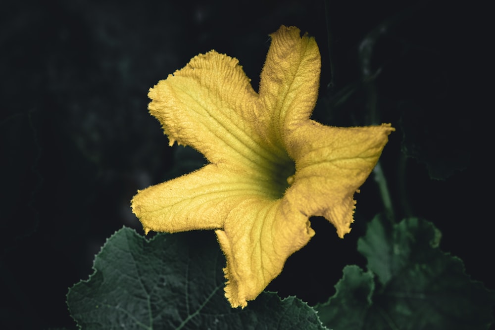 une fleur jaune avec des feuilles vertes en arrière-plan