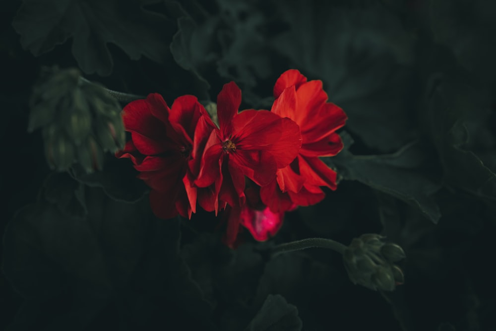 a close up of two red flowers on a black background
