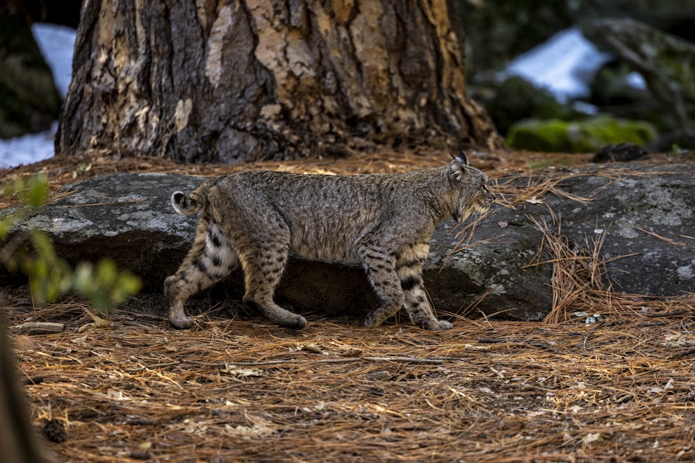 a bobcat walking through a forest next to a tree