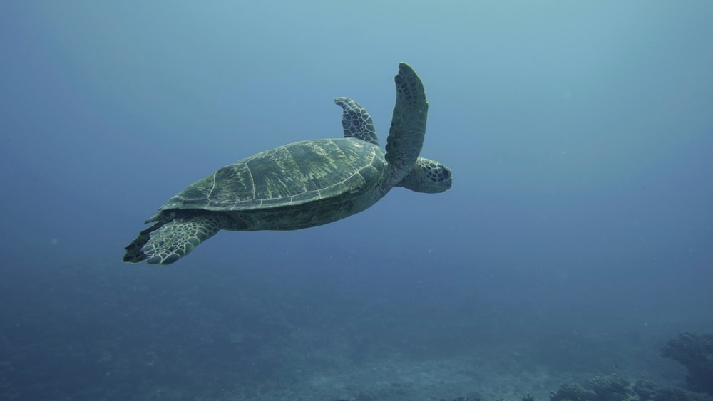 a green turtle swimming in the ocean