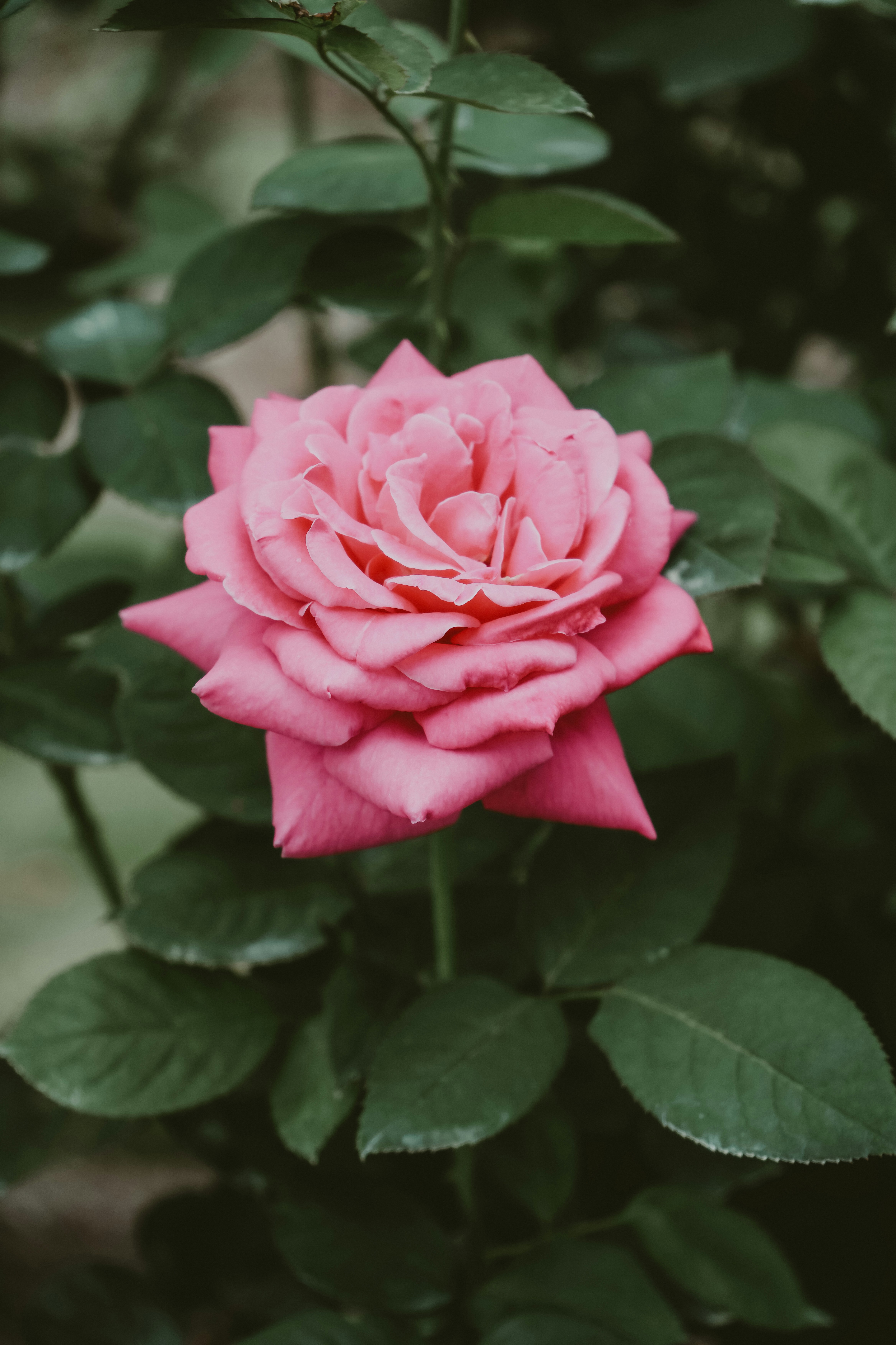 Photo by sznl_dreamr