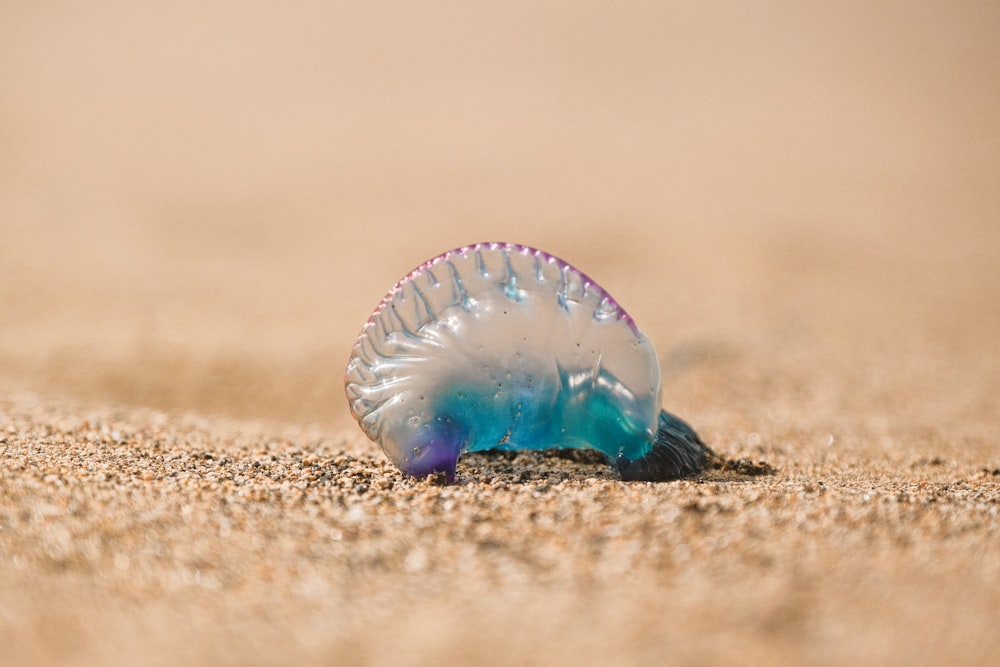 a jellyfish is laying on the sand on the beach