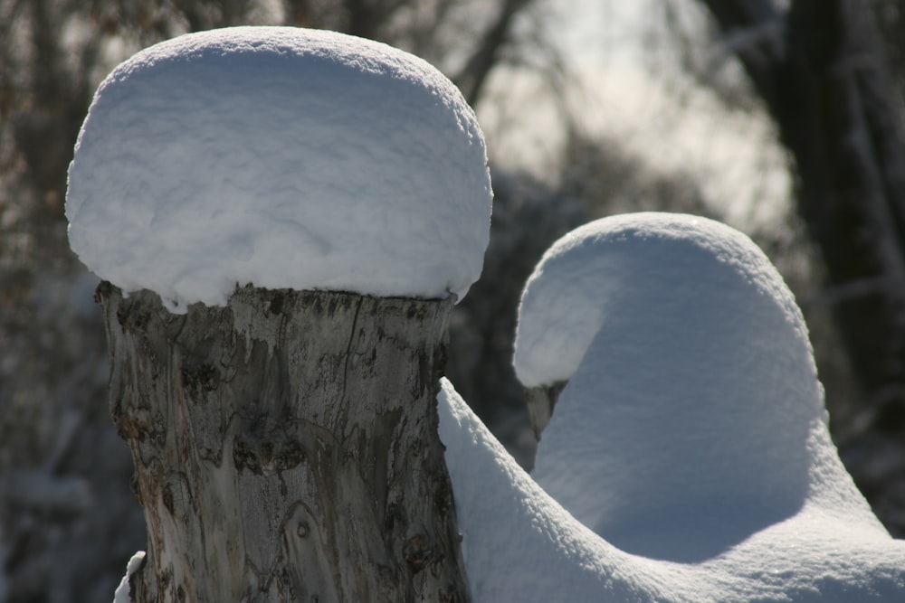 a tree stump covered in snow next to a forest