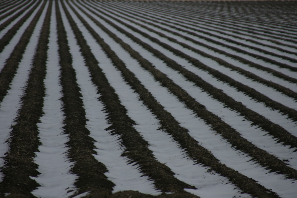 rows of snow covered plants in a field