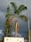 A tall palm tree stands prominently against a cloudy sky. The palm has vibrant green fronds, while some fronds are brown and dry. Behind it, another coniferous tree can be seen. At the base of the palm tree, a sign with text and logos is partially visible. Power lines and street lamps are also present in the background.