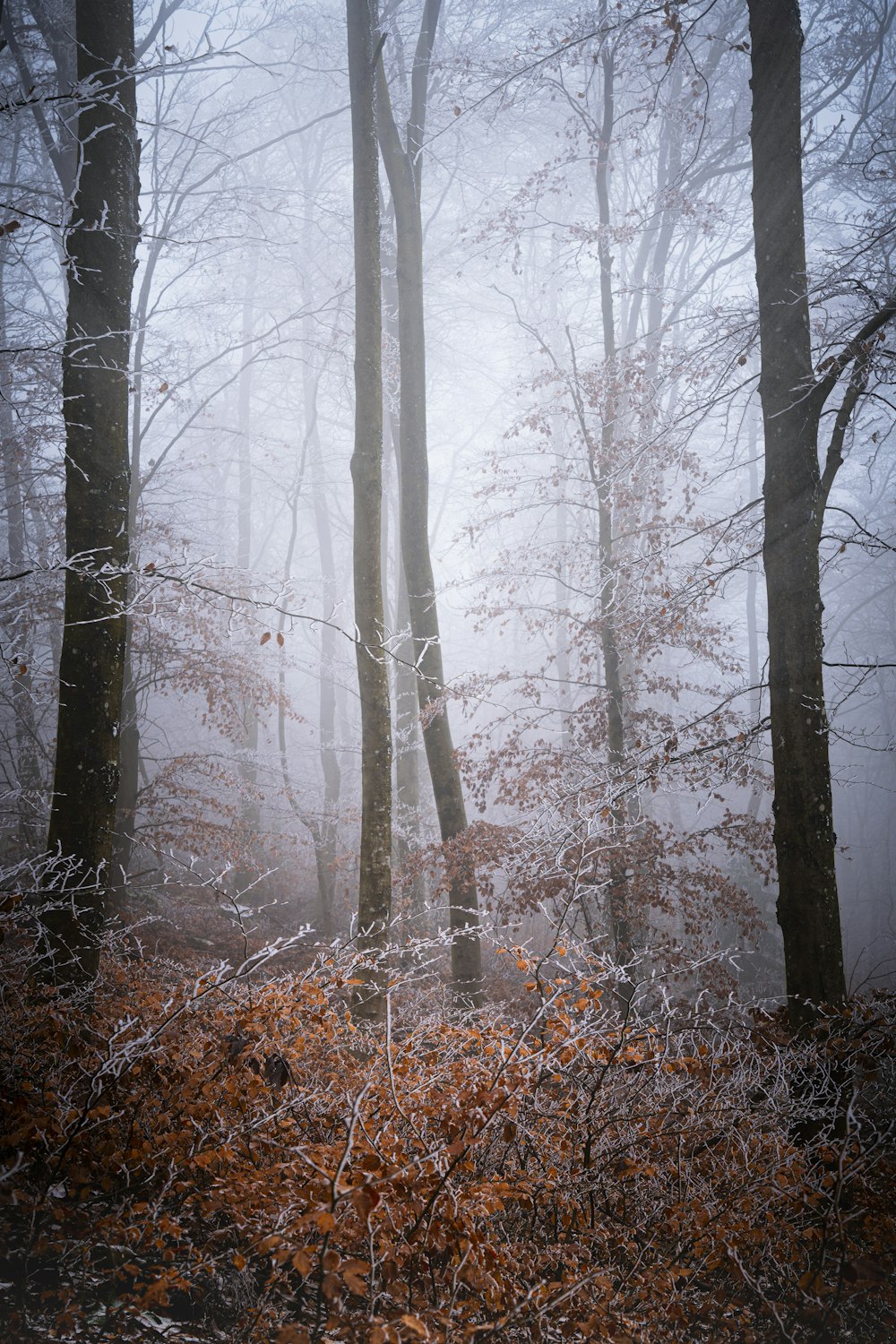 a forest filled with lots of trees covered in fog