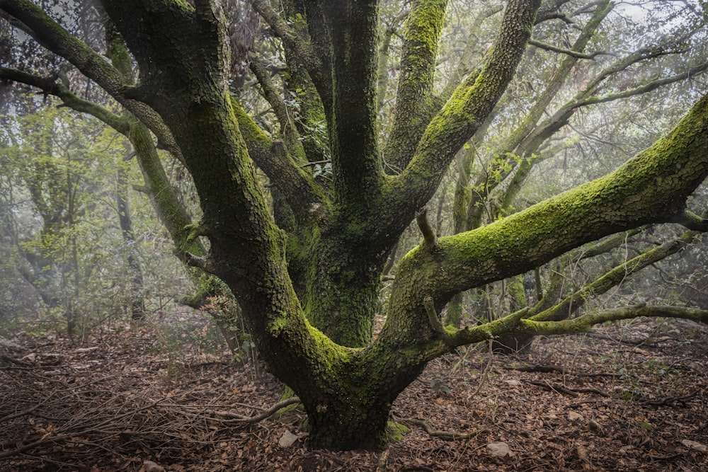 a mossy tree in the middle of a forest