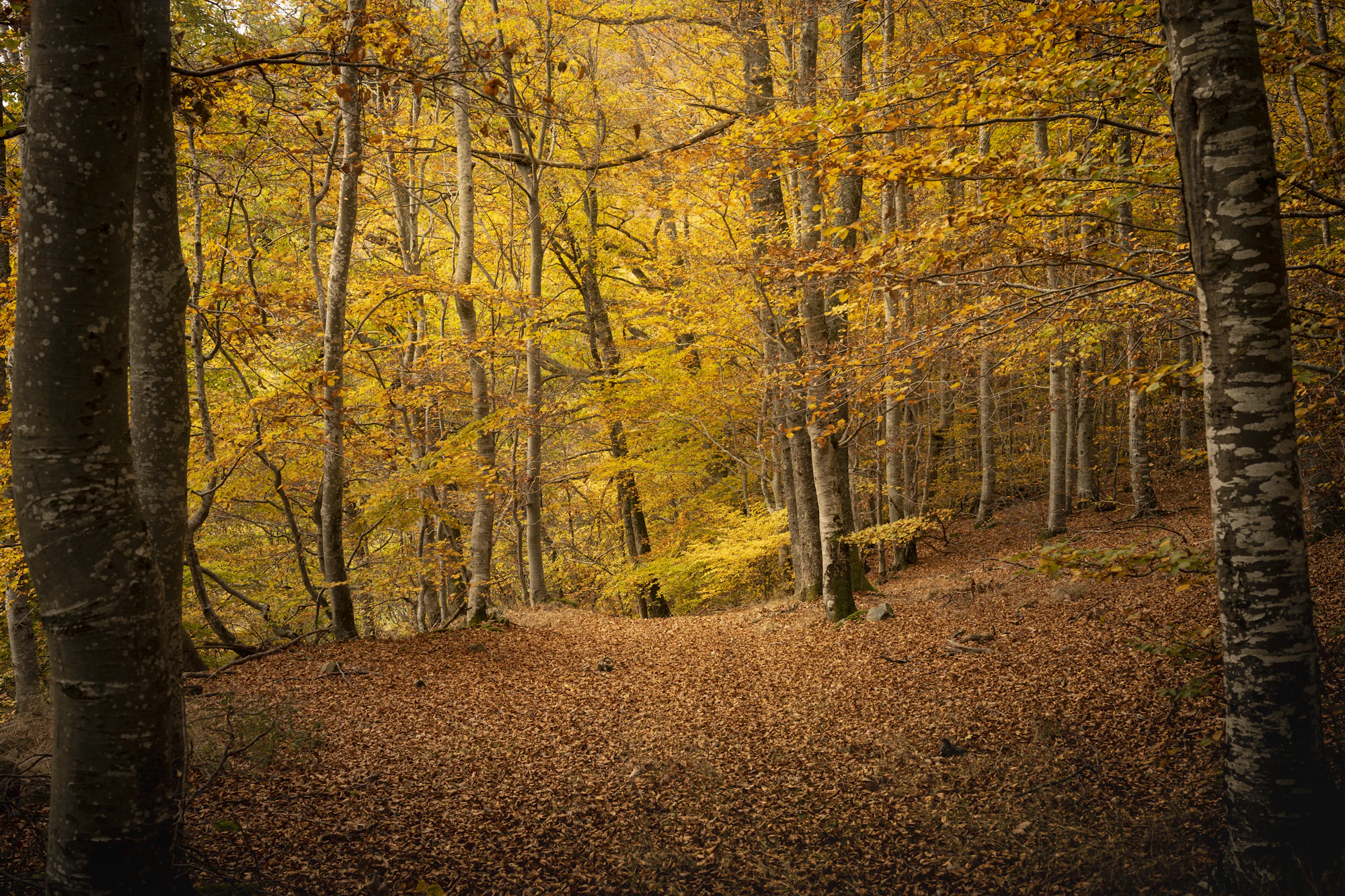Chemin forestier en automne