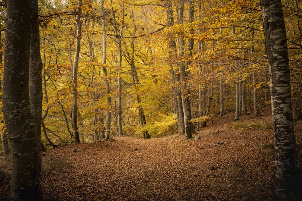 a path through a forest with lots of trees