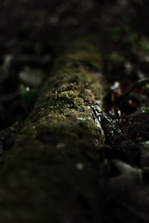 Close-up of laser tag equipment resting on a mossy log in a vibrant woodland