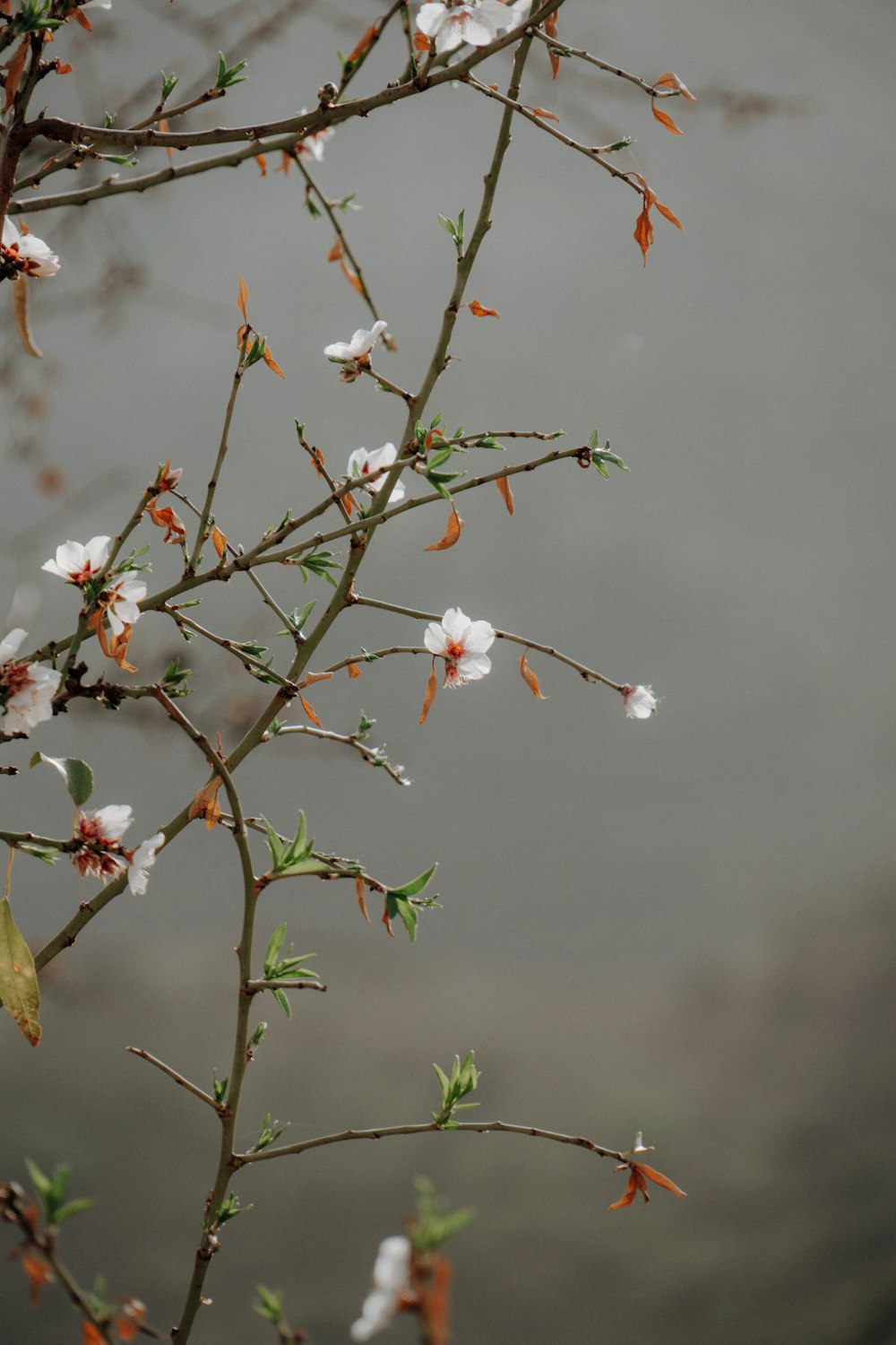 a branch with white flowers and green leaves